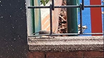 Vecinos del barrio de La Alhóndiga de Getafe alertan de una plaga de ratas junto a un parque infantil