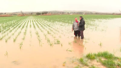 El desbordamiento del río Tajuña arrasa cultivos en Titulcia: pérdidas millonarias y desesperación entre agricultores