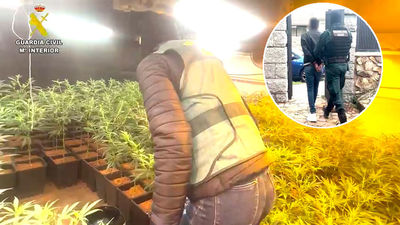 10 detenidos e incautadas casi 10.000 plantas de marihuana en cultivos indoor de Madrid, Segovia y Guadalajara