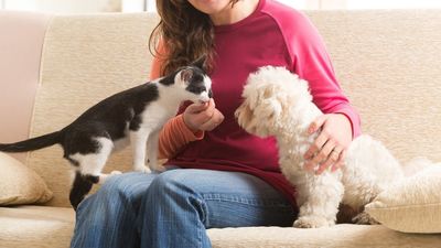 Estos son los distritos con más perros y con más gatos en Madrid