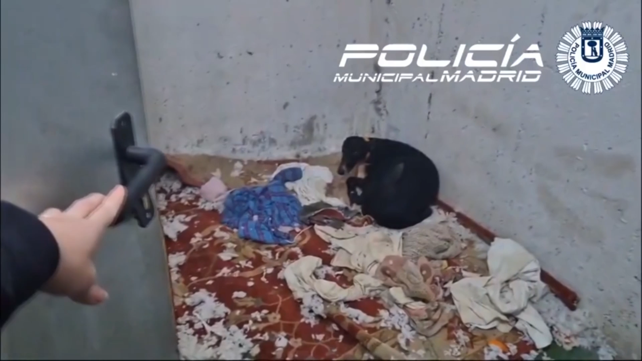 Duele verlo: así han encontrado a un galgo abandonado en un trastero de Usera