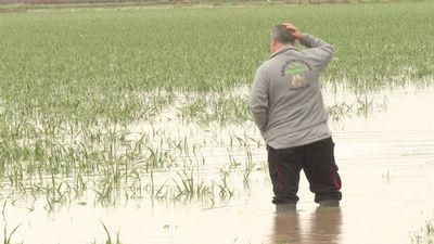Las fuertes lluvias arrasan con las cosechas del campo madrileño y ponen en apuro a los agricultores