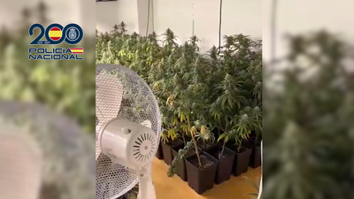 Desmantelada otra plantación indoor de marihuana en Madrid, ahora oculta en un local de fotografía