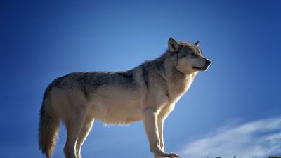El Congreso elimina la protección al lobo con los votos de PP, Vox, Junts y PNV