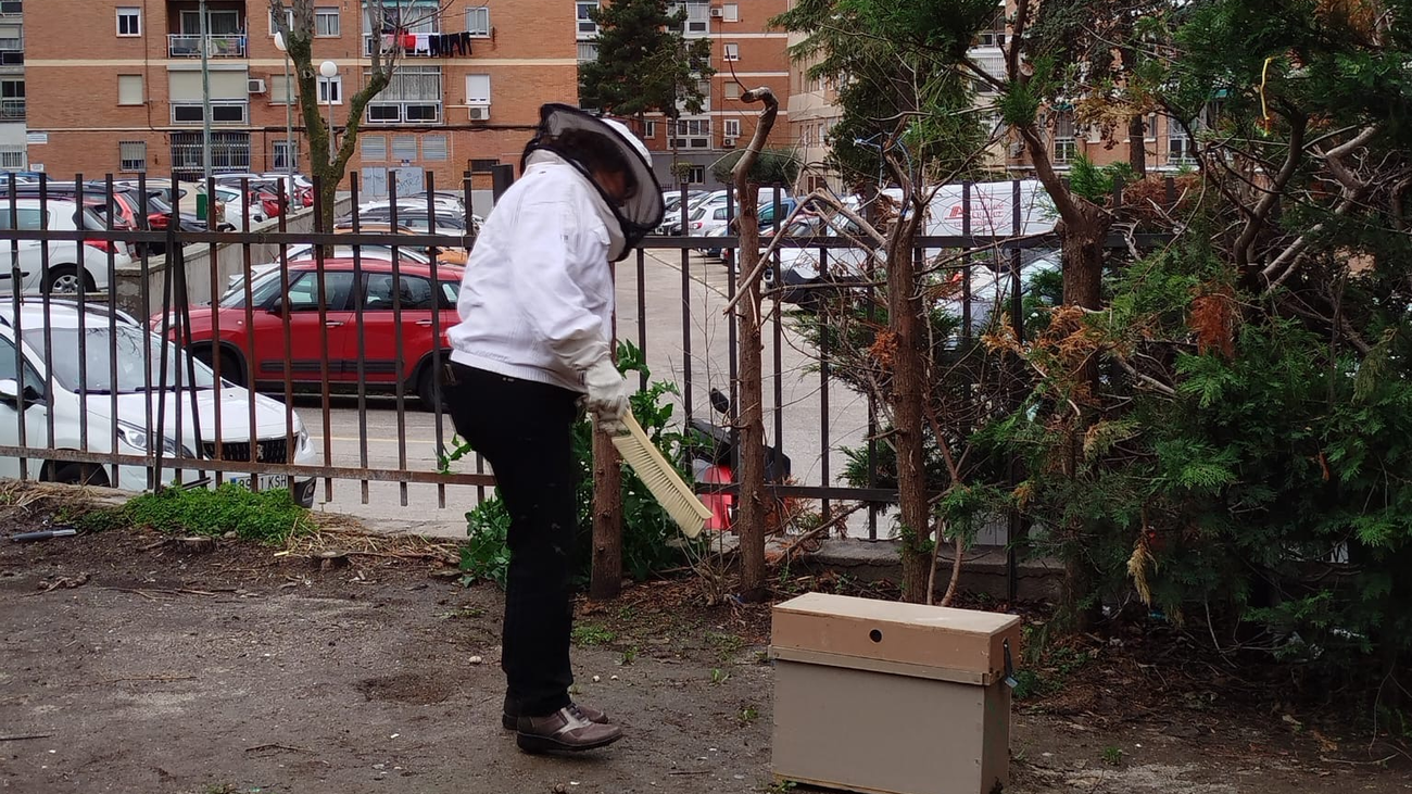 Una apicultora de Rivas 'salva' a vecinos de Vallecas de un enjambre de abejas