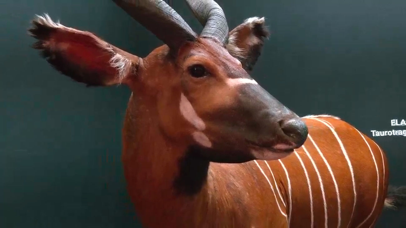 Rehala, águilas y tiro con arco en la feria Cinegética 2025 de IFEMA