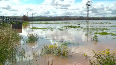 Desastre en Aranjuez: el Tajo inunda cultivos y ganaderías con pérdidas millonarias
