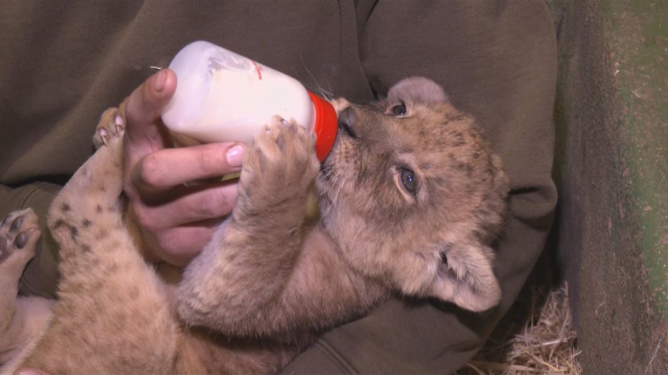Nace una cría de león en Safari Madrid