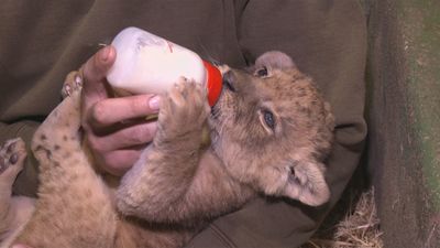 Nace una cría de león en Safari Madrid