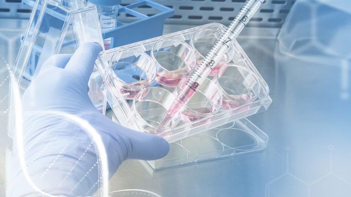 Cultivos celulares / CSIC