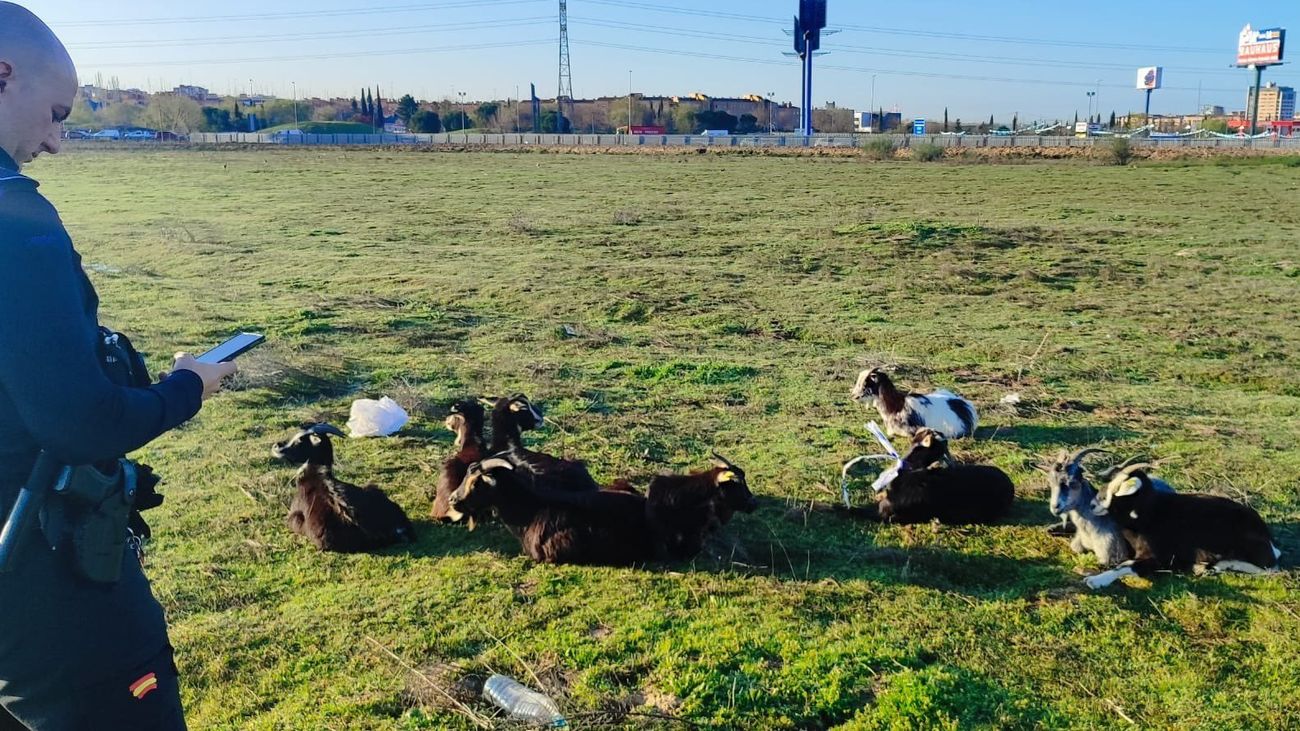 Las cabras reposando en un prado de Alcorcón