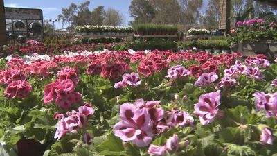 El legado de Consuelo Pérez: 50 años de pasión por la jardinería