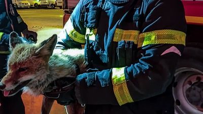 Bomberos rescatan en Collado Villaba un zorro atropellado que quedó atrapado en el vehículo