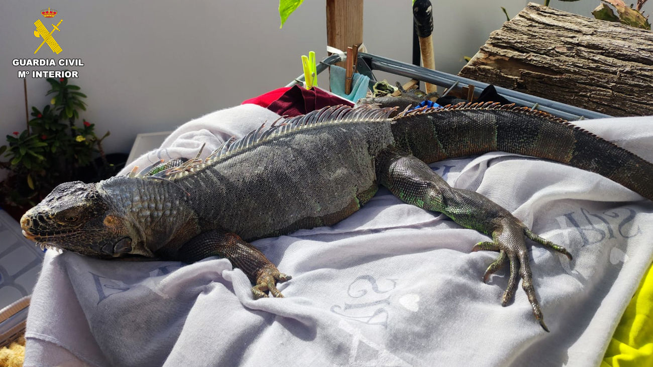 Golpe de la Guardia Civil al tráfico de especies protegidas en España