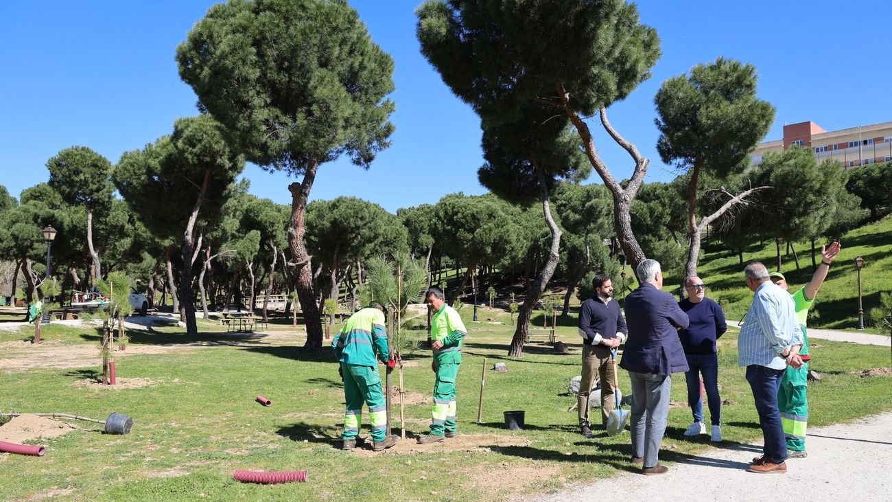 Reposición de árboles en Arroyomolinos