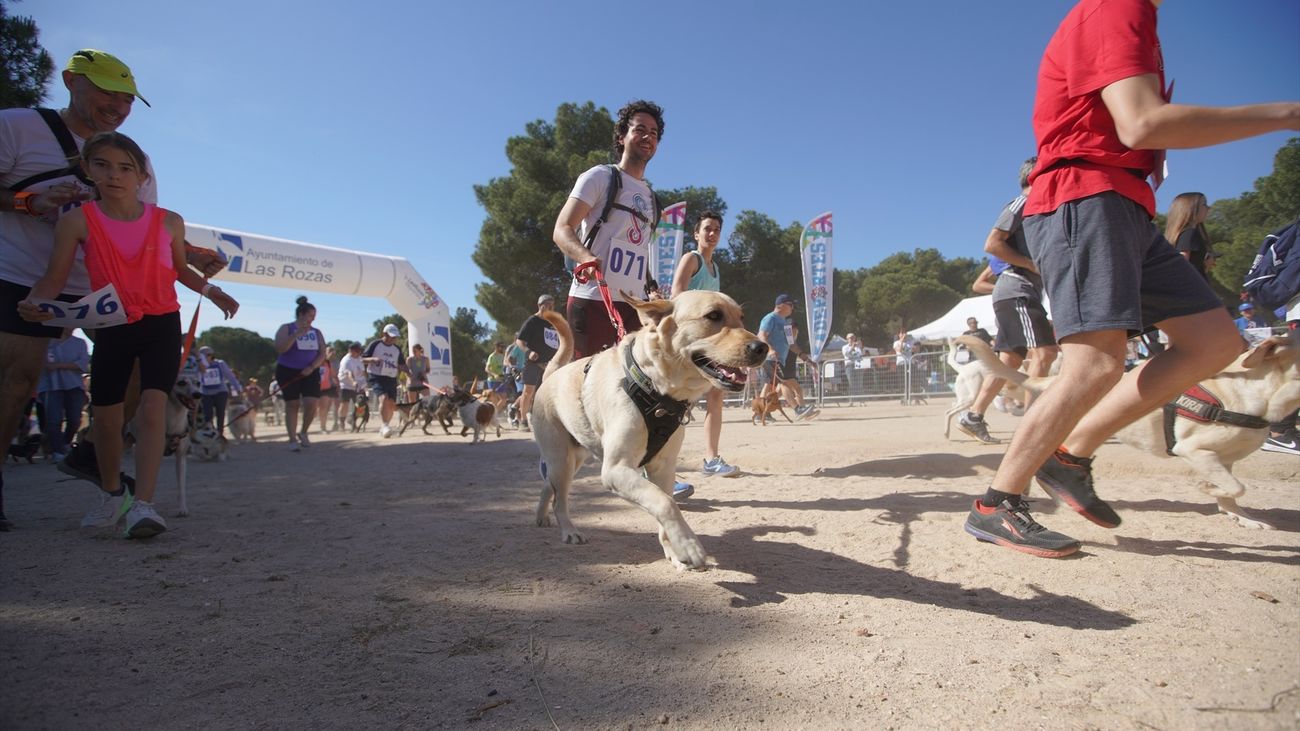 100 perros correrán junto a sus dueños en el CaniCross de Las Rozas