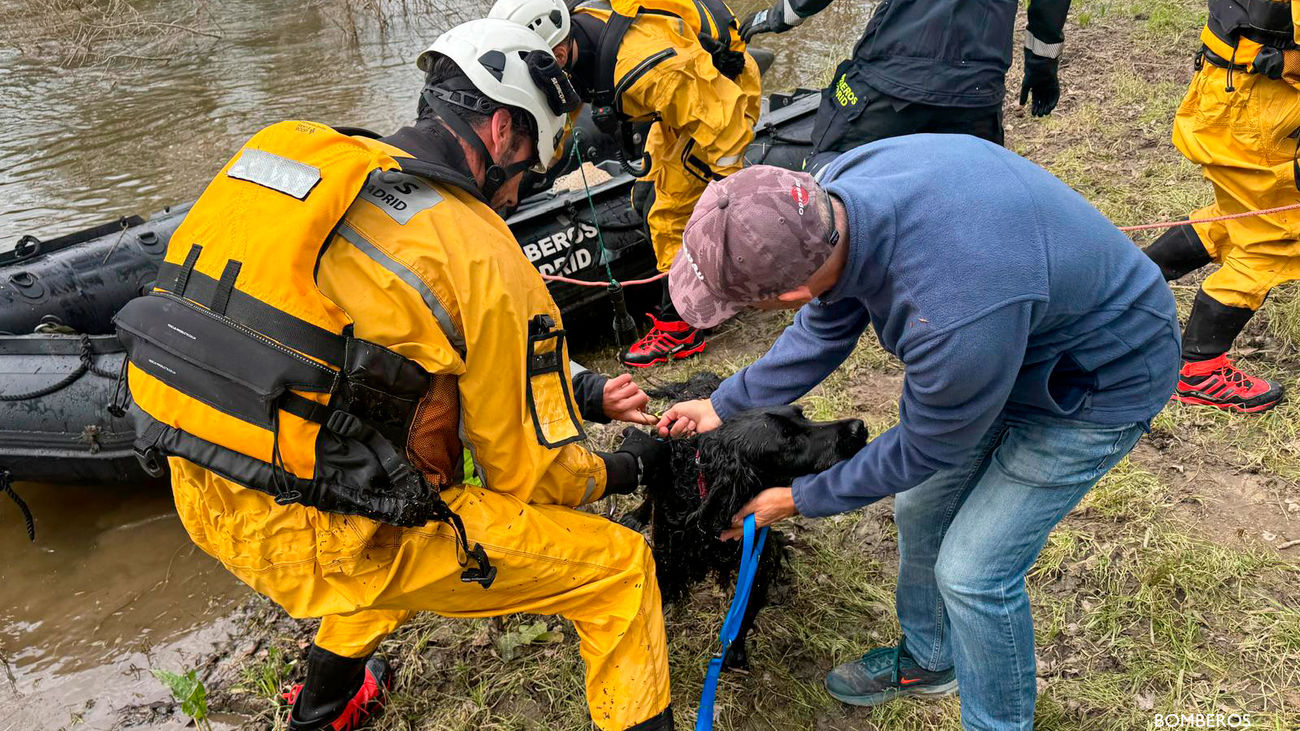 Bomberos rescatan del Manzanares un perro arrastrado por la corriente