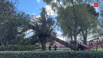 Retiran un árbol de grandes dimensiones caído sobre una parcela privada en Las Rozas