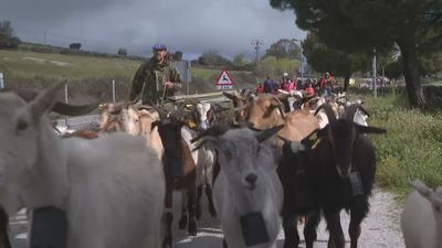 Colmenar Viejo, epicentro del pastoreo y la tradición este fin de semana