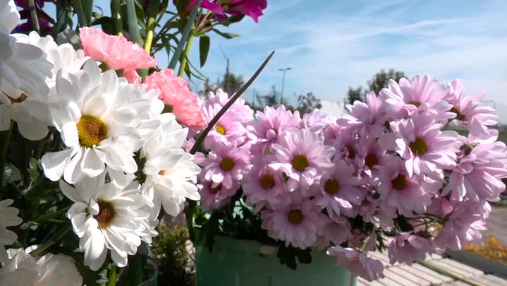 Flores de Semana Santa / redacción