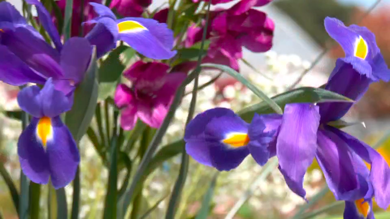 Las flores idóneas para cada día de Semana Santa