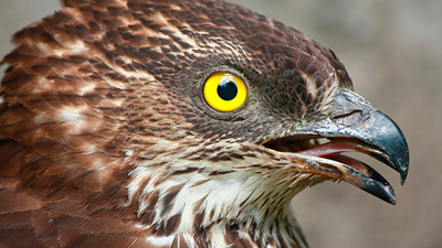 El abejero europeo, el aliado natural contra la avispa asiática