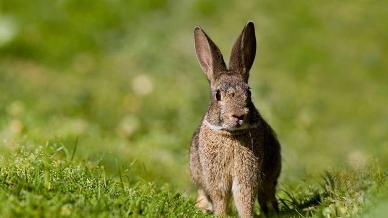 Piden cazar todo el año para acabar con la plaga de conejos en las vegas de Madrid