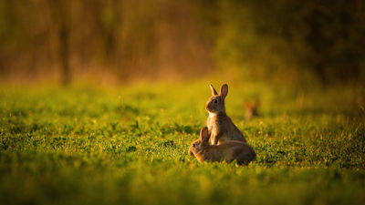 Invasión de conejos en las praderas de Santa Eugenia