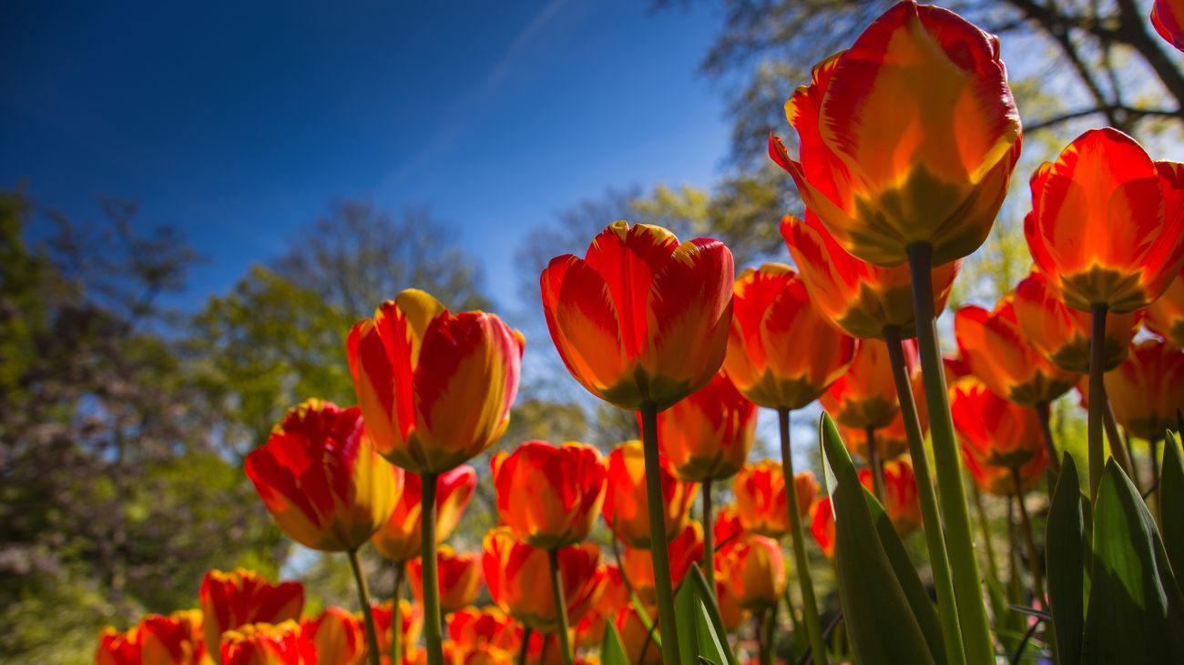 El Real Jardín Botánico nos expone sus clásicos tulipanes de primavera