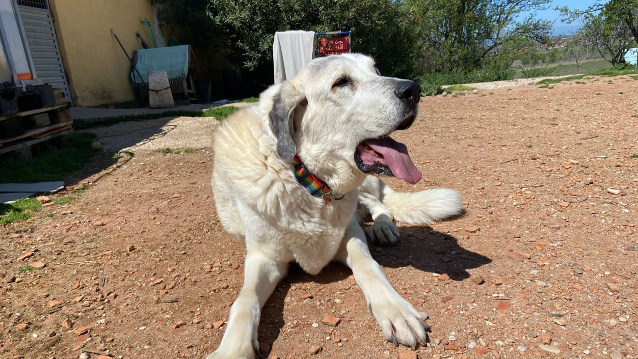 150  vidas en peligro por el cierre de un refugio de animales en Torres de la Alameda