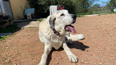 150  vidas en peligro por el cierre de un refugio de animales en Torres de la Alameda