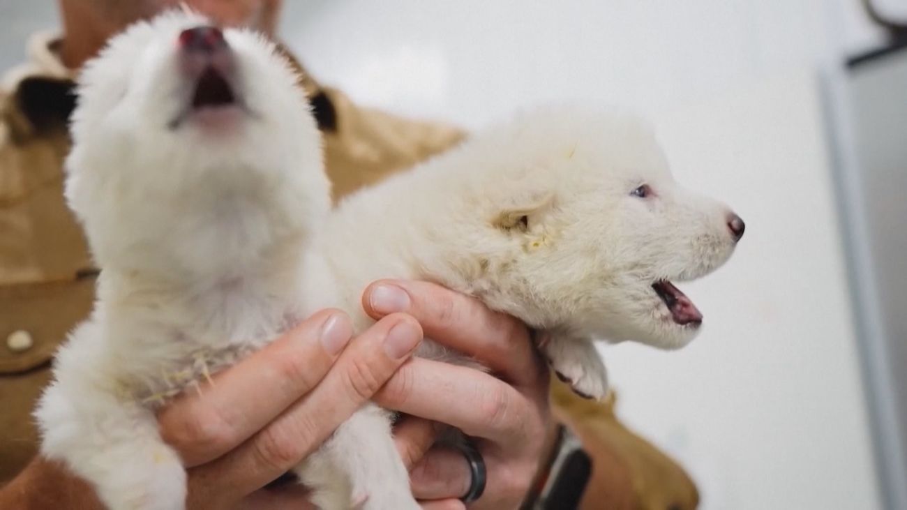Reviven al lobo huargo de 'Juego de Tronos', extinto hace 13.000 años