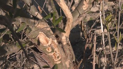 Los agricultores madrileños, en pie de guerra contra una plaga de conejos