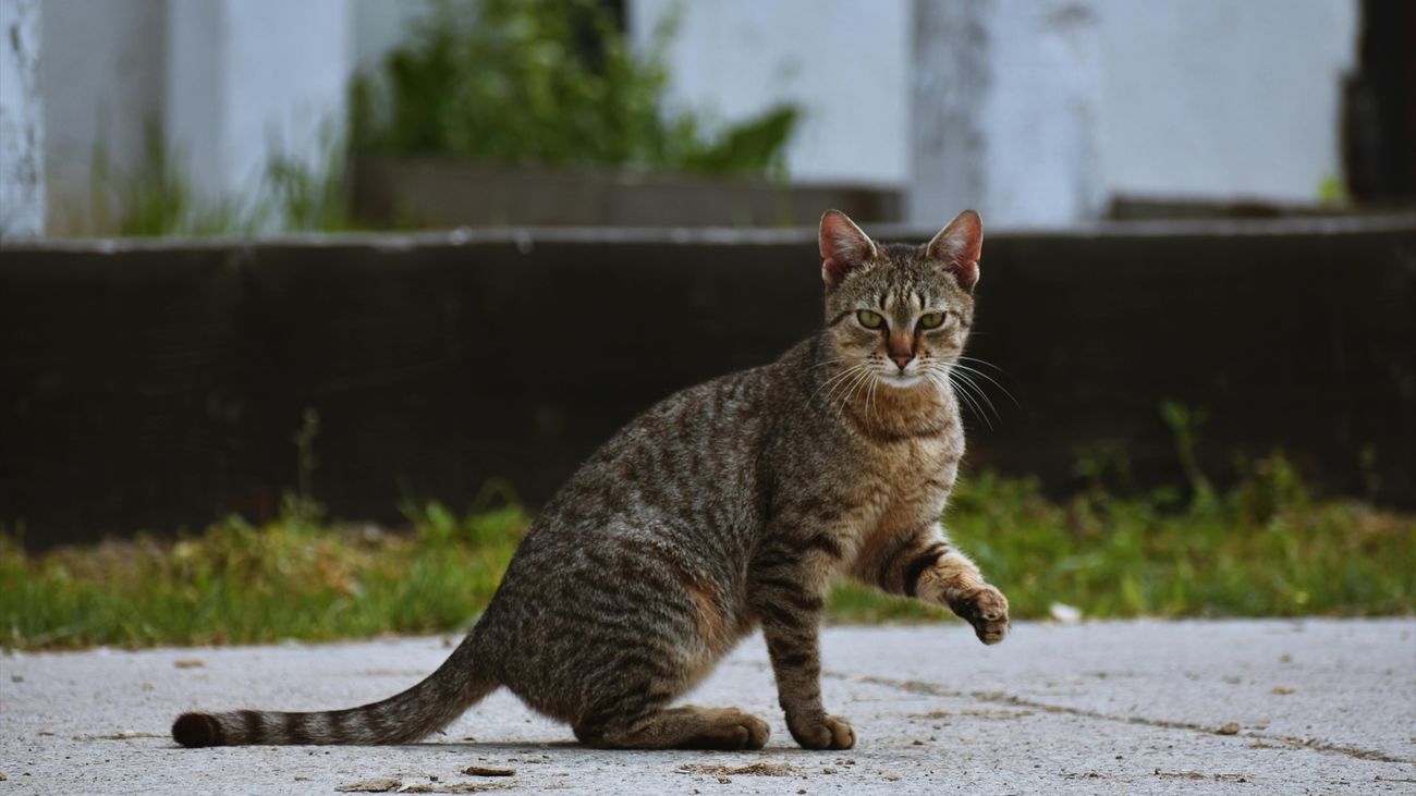 Un gato en la calle