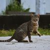 9.000 euros de multa por abandonar un gato en una calle de Ciempozuelos