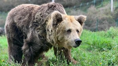 Adiós a la osa Paca, sacrificada para evitarle el sufrimiento