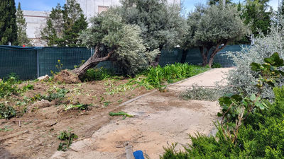 Arrancan las obras, y varios árboles, para el nuevo cantón de limpieza de San Pascual