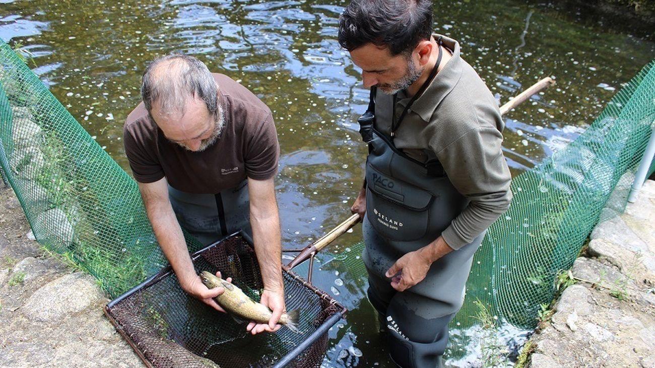 Los ansióliticos alteran el comportamiento de los salmones en sus ciclos reproductivos