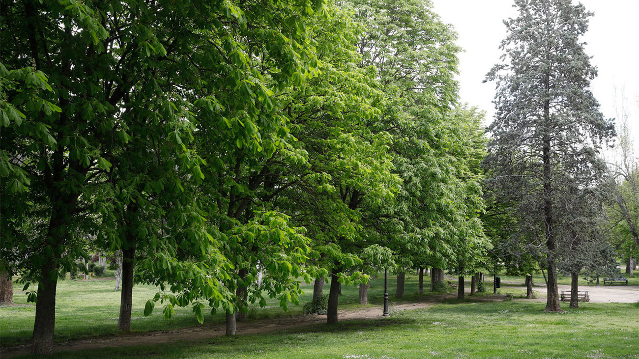 El Ayuntamiento de Madrid planta más de 600 árboles en Carabanchel