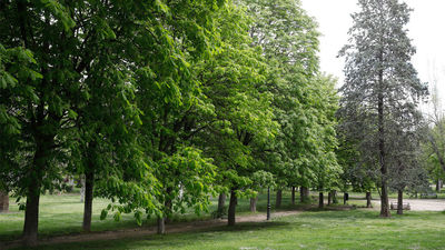 El Ayuntamiento de Madrid planta más de 600 árboles en Carabanchel