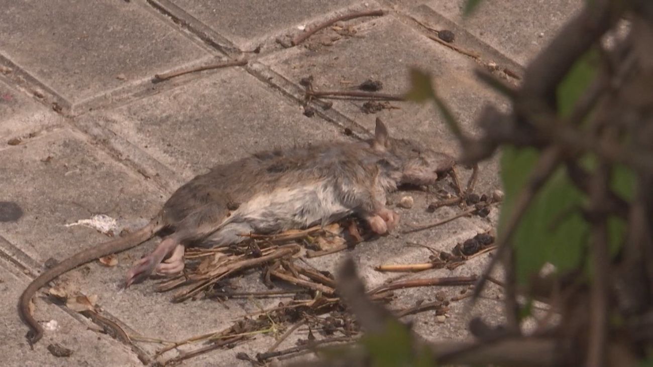 "Ratas del tamaño de gatos" en Caño Roto