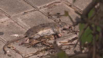 "Ratas del tamaño de gatos" en Caño Roto