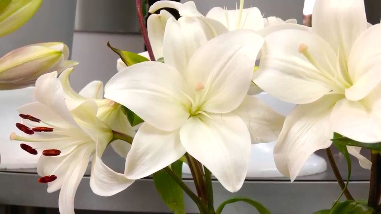 Lirios: una de las flores más duraderas, olorosas y más representativas de Semana Santa