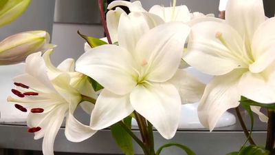 Lirios: una de las flores más duraderas, olorosas y más representativas de Semana Santa