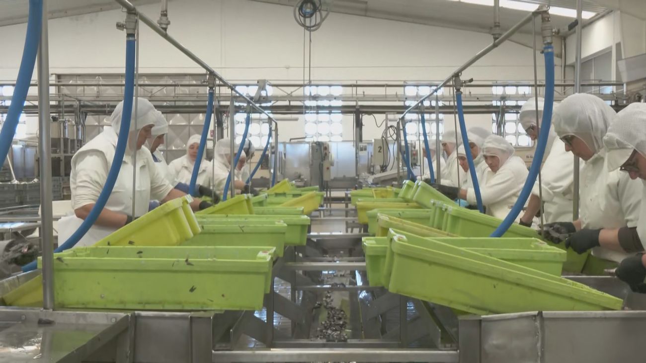 12 chefs de Madrid viajan a una conservera gallega para aprender a realizar conservas