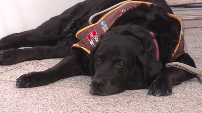 Amplían el servicio de perros de apoyo a menores en procesos judiciales