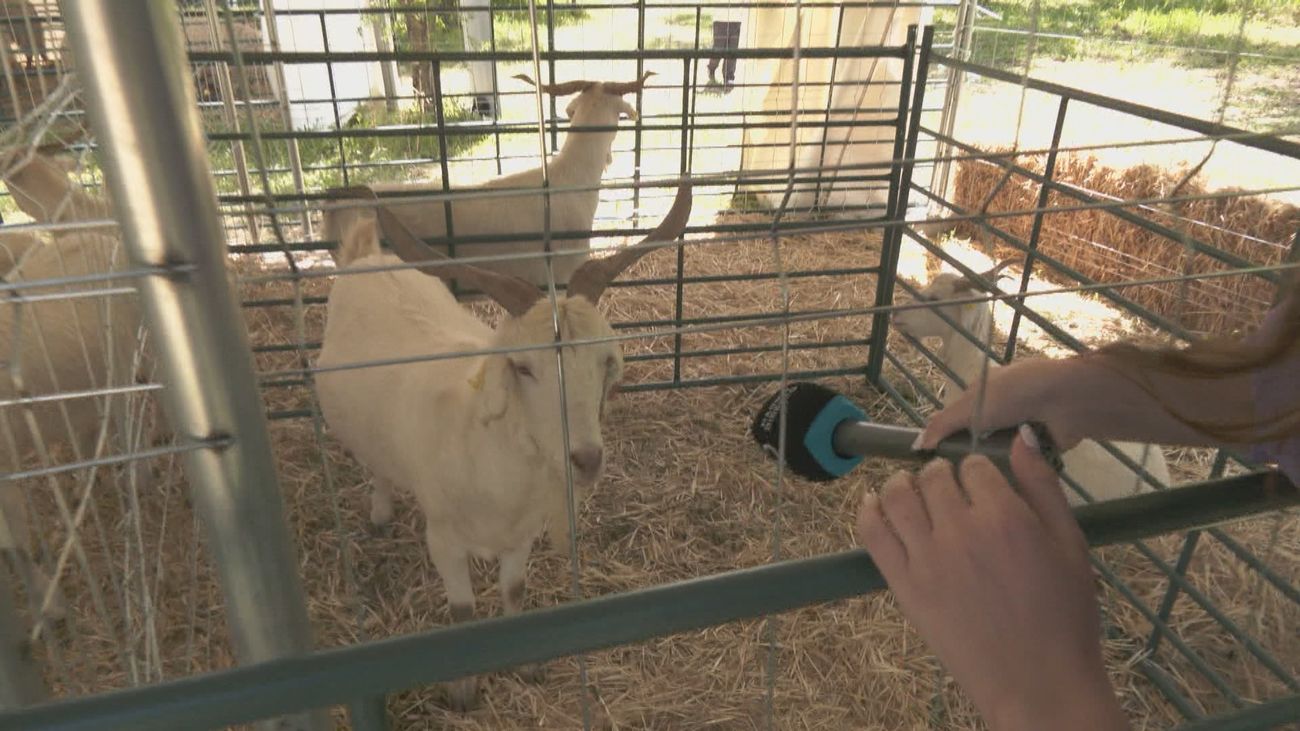 Más de 140 animales y 130 actividades para disfrutar en el Hipódromo de la Zarzuela