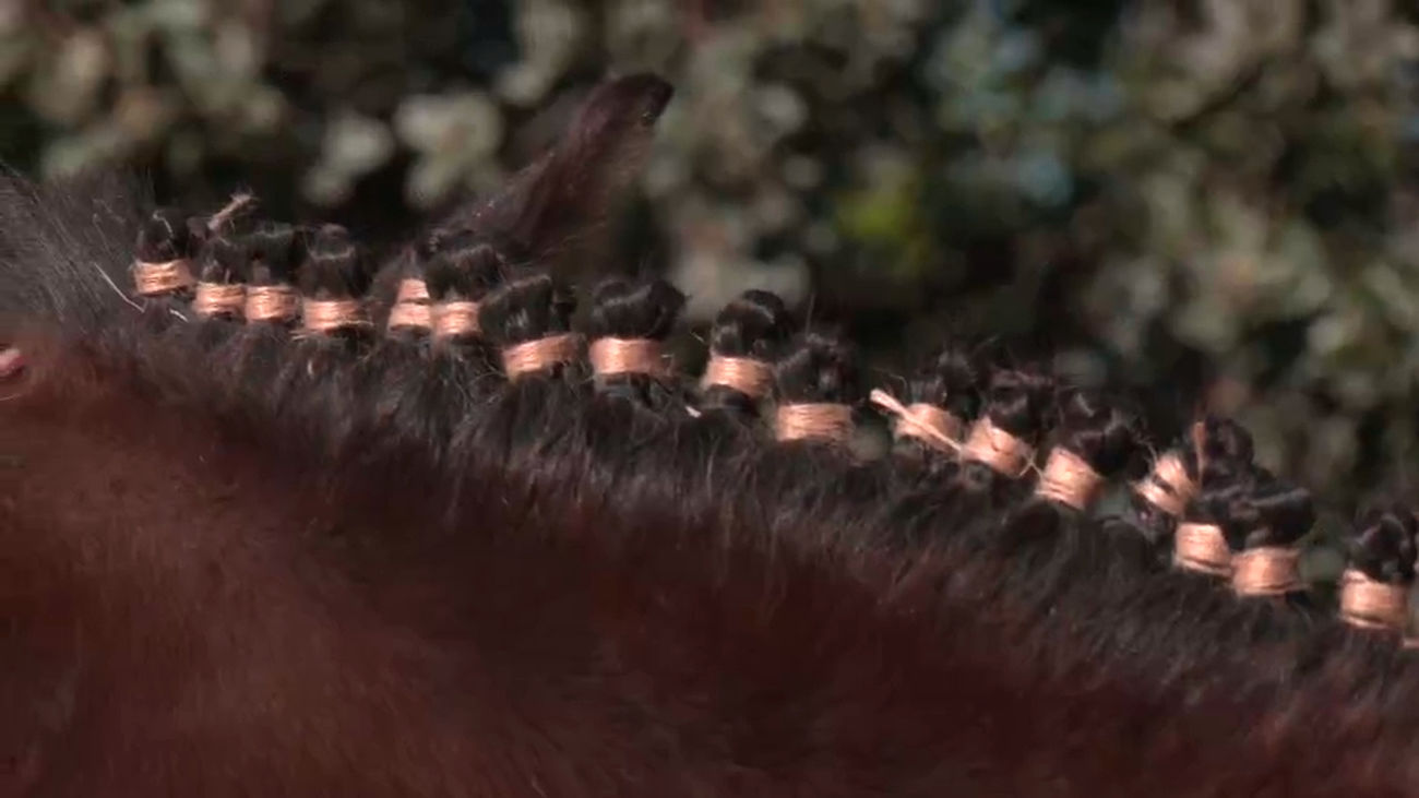 Caballos y jinetes se visten para disfrutar de la feria el caballo en Colmenarejo