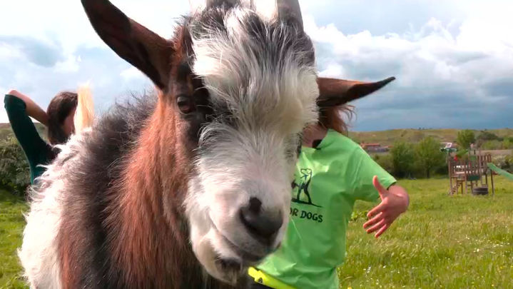 Adan, la cabra con comportamiento de perro / Redacción