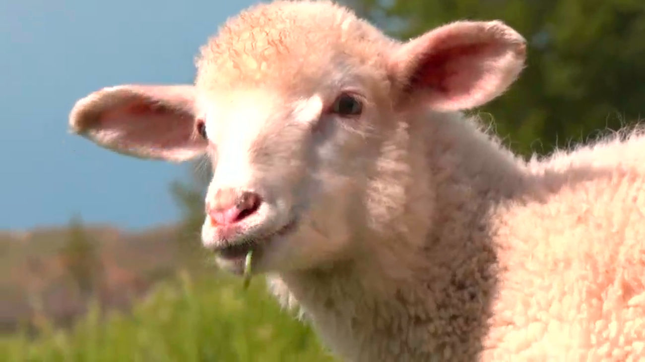 Marceline, la oveja de El Molar que actúa como un perro